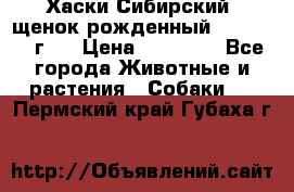 Хаски Сибирский (щенок рожденный 20.03.2017г.) › Цена ­ 25 000 - Все города Животные и растения » Собаки   . Пермский край,Губаха г.